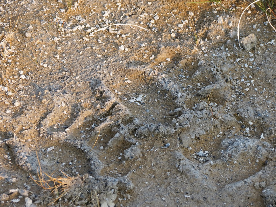 Animal Tracks 