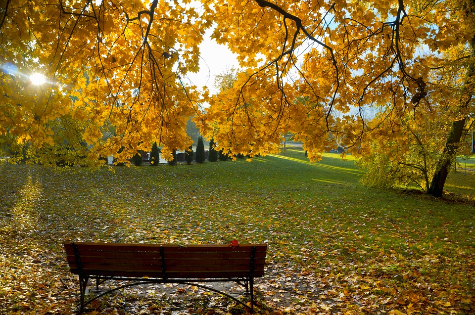Bench at a park in the fall 