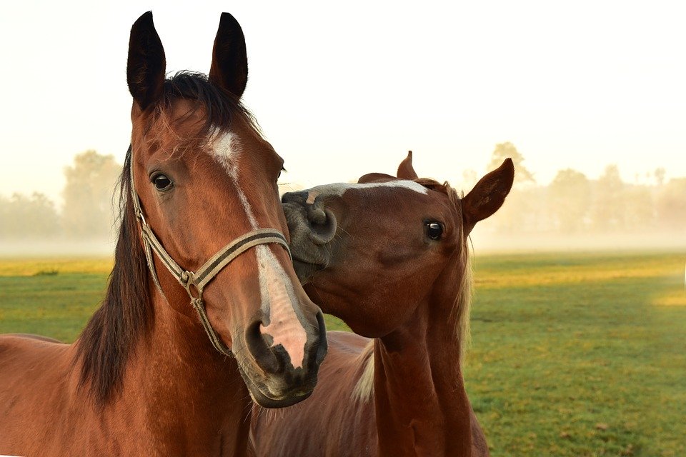 Horses
Credit: Pixabay