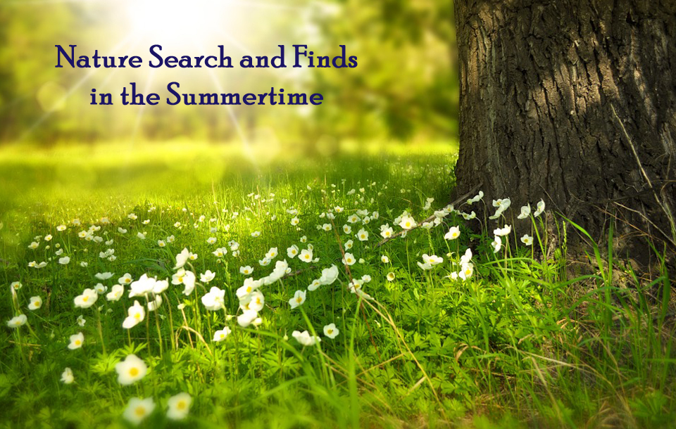 Nature Search and Finds in the Summertime